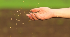 Sowing 246