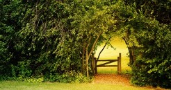 Social action and church growth