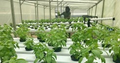 Food security and jobs for unemployed 